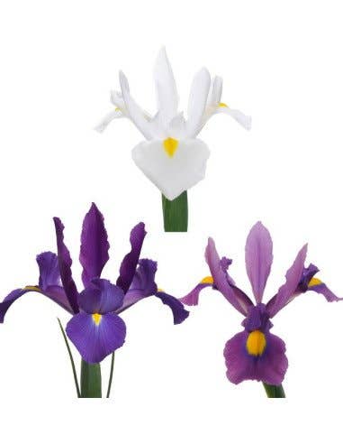 Florasource - Wholesale Fresh Cut Flowers - Iris Assorted By the Box 10 / 25 Bunches