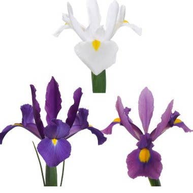 Florasource - Wholesale Fresh Cut Flowers - Iris Assorted By the Box 10 / 25 Bunches0