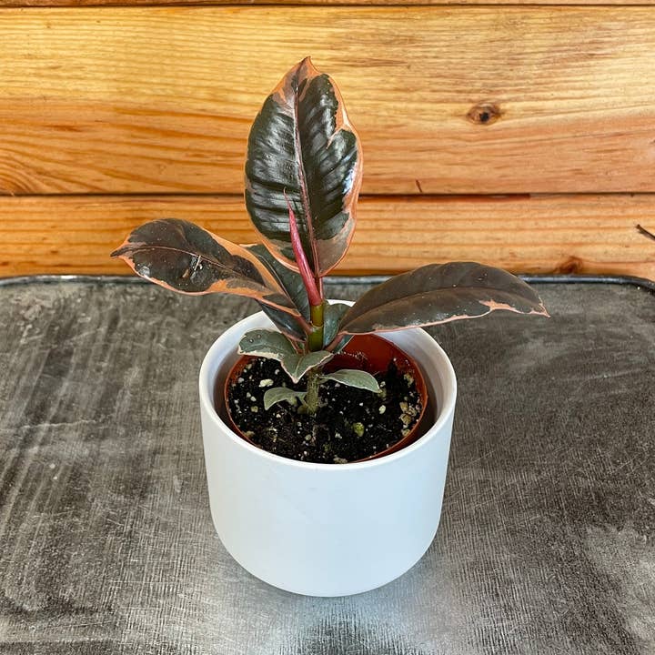Ficus Ruby, 2" Plant for wholesale by The Plant Farm