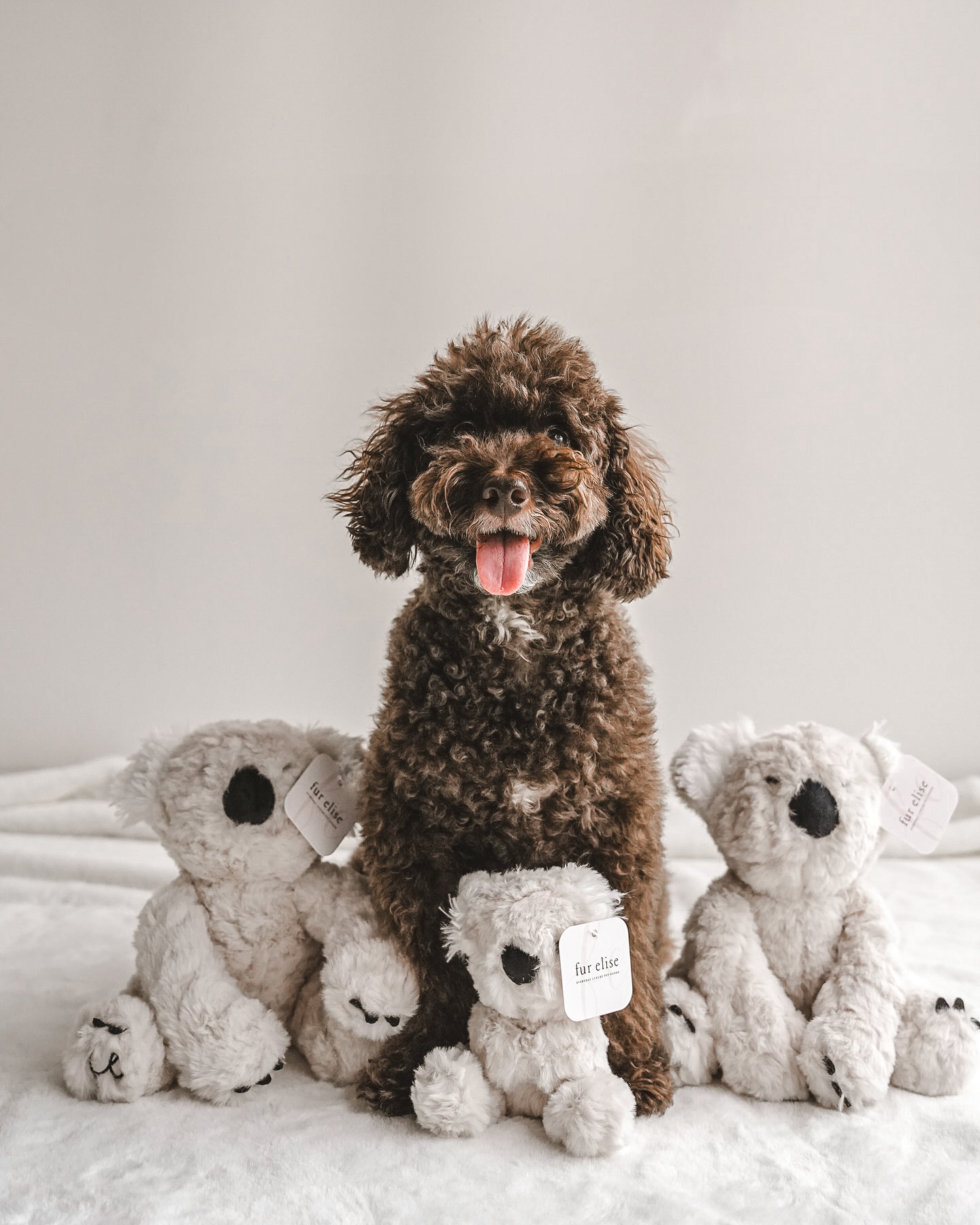 Fur Elise Pets - Wholesale Pet Plush Toy - Dog - Koko Maxi Plushie15