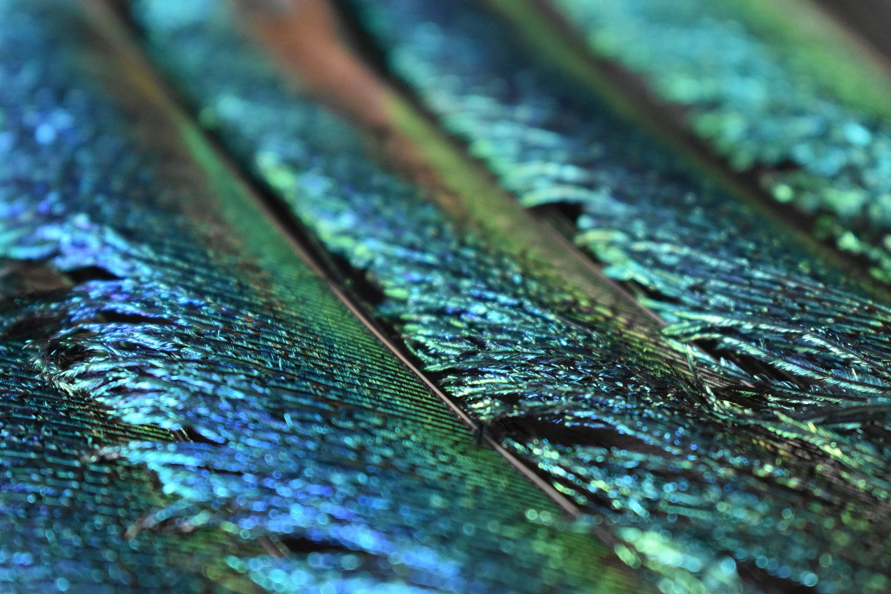 Plumes Naturelles - Wholesale Gedroogde/geperste bloemen - Peacock Feathers zwaard 25 centimeter10