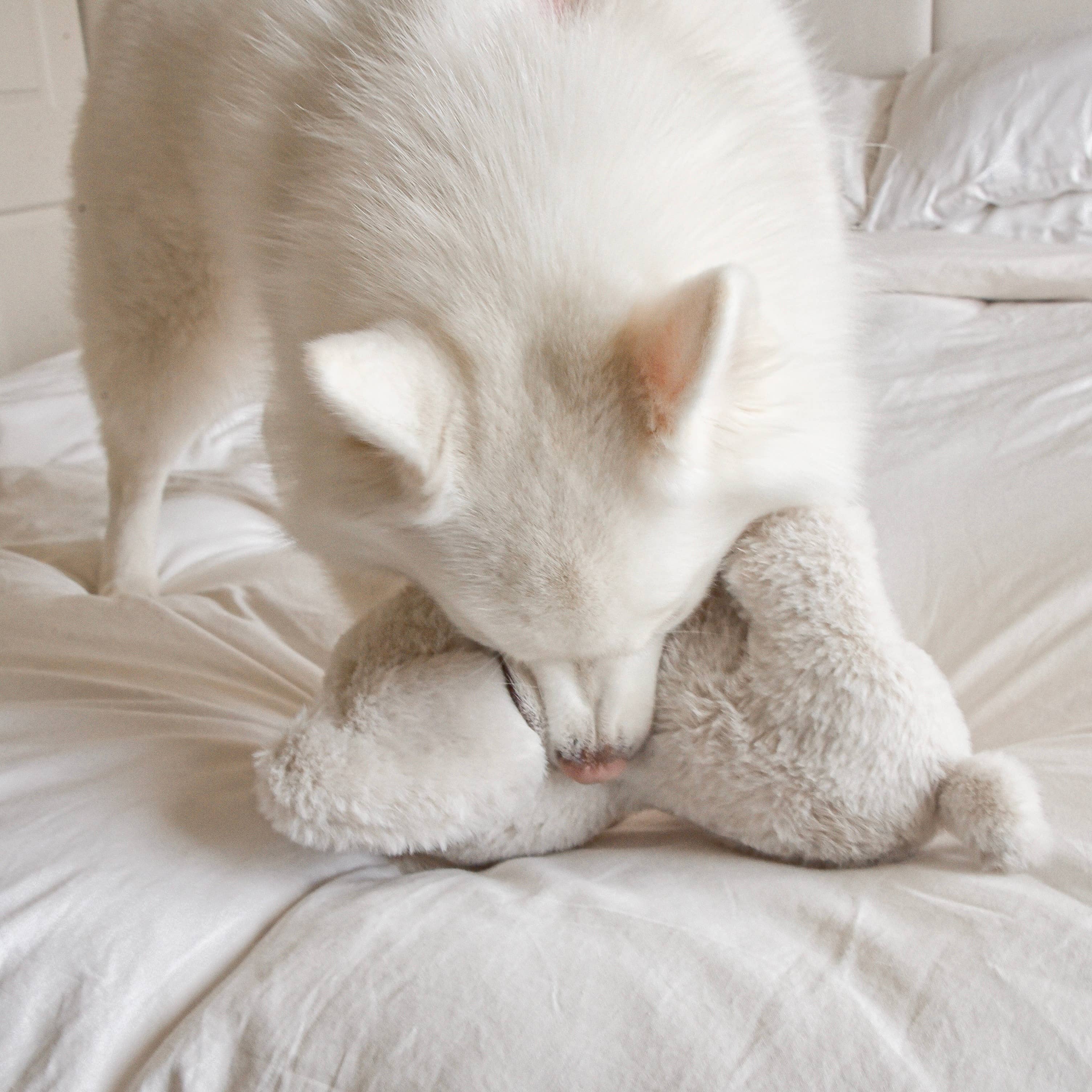 Fur Elise Pets - Wholesale Pet Plush Toy - Dog - Ella Plushie2