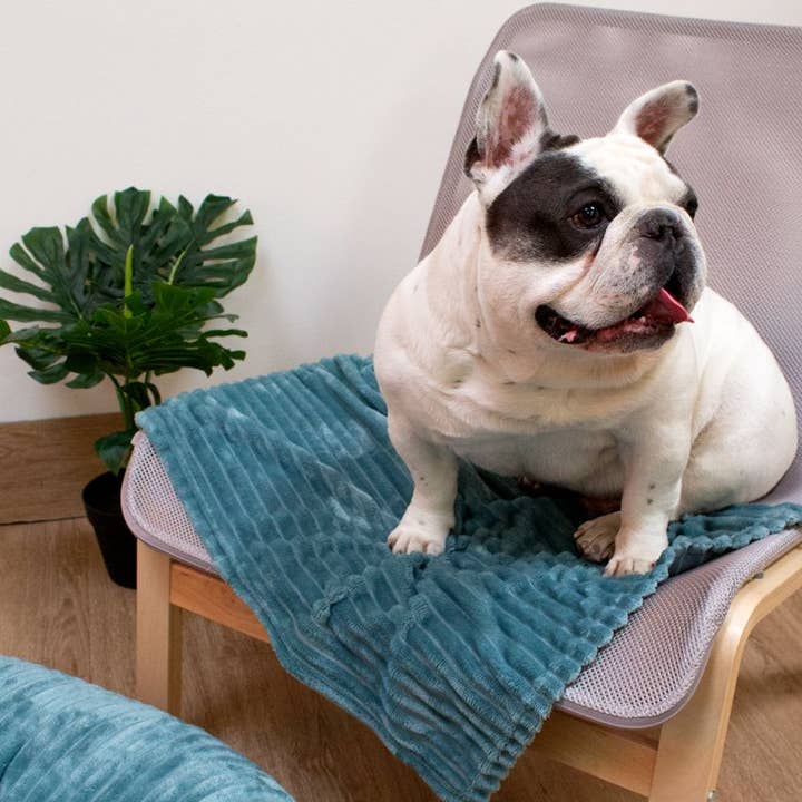 Croci - Vendita all'ingrosso Coperta - Cani e gatti - Copertina per cani - Supersoft Hyg
