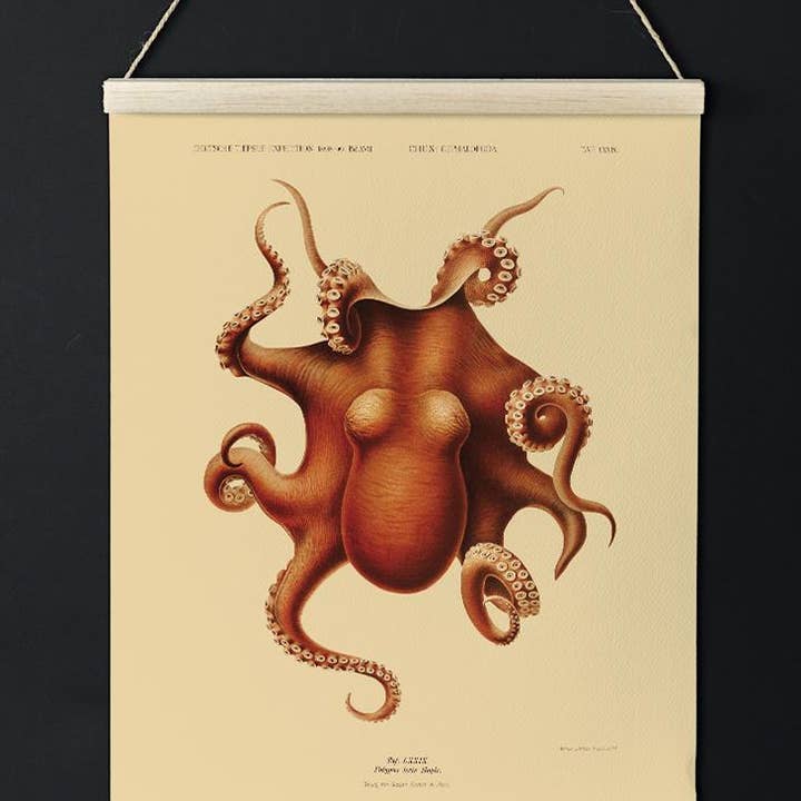 Octopus Polypus voor wholesale door Patroa Studio