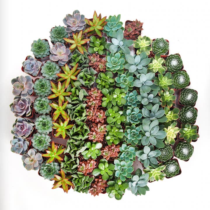 Assorted Mini Bulk Succulent Plants in 2" Grow Pots for wholesale by Home Botanicals