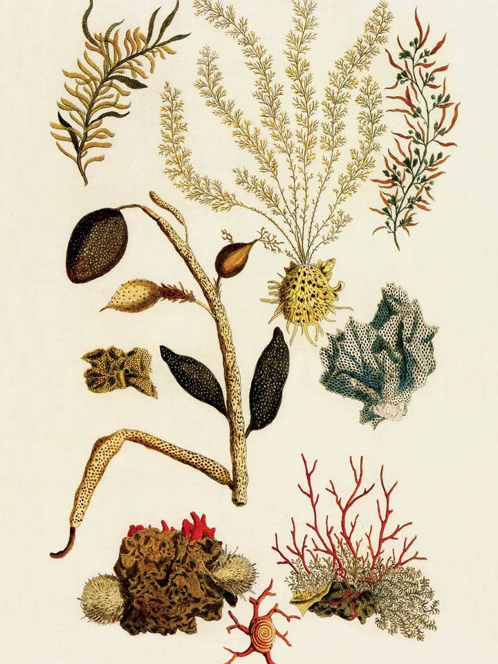 Postcard Sea Plants and Coral (130825) for wholesale by The Knowledge of Things by Catch Publishing