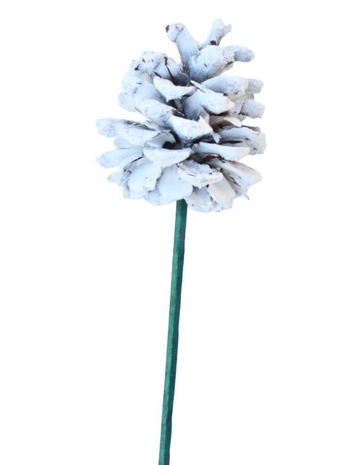 White pine cone pick for wholesale by Champion Greens Forest farm