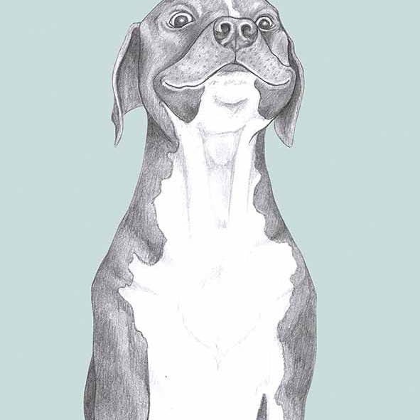 I AM NIEN - Wholesale Everyday Greeting Card - American Staffordshire Terrier