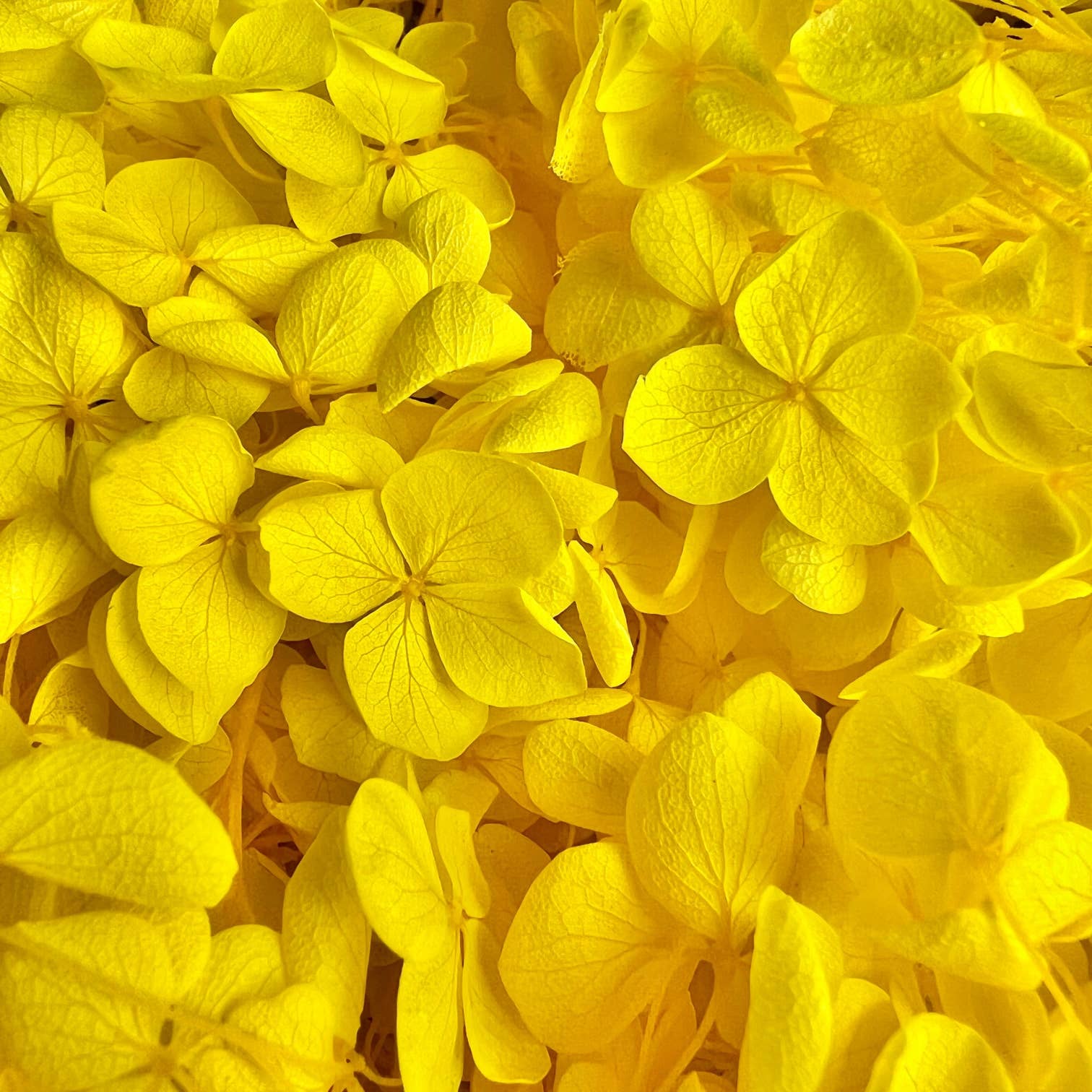 Flowery Work - Wholesale Dried/Pressed Flowers - 30 Colours Preserved & Dried Boxed Hydrangea Flower 30g12