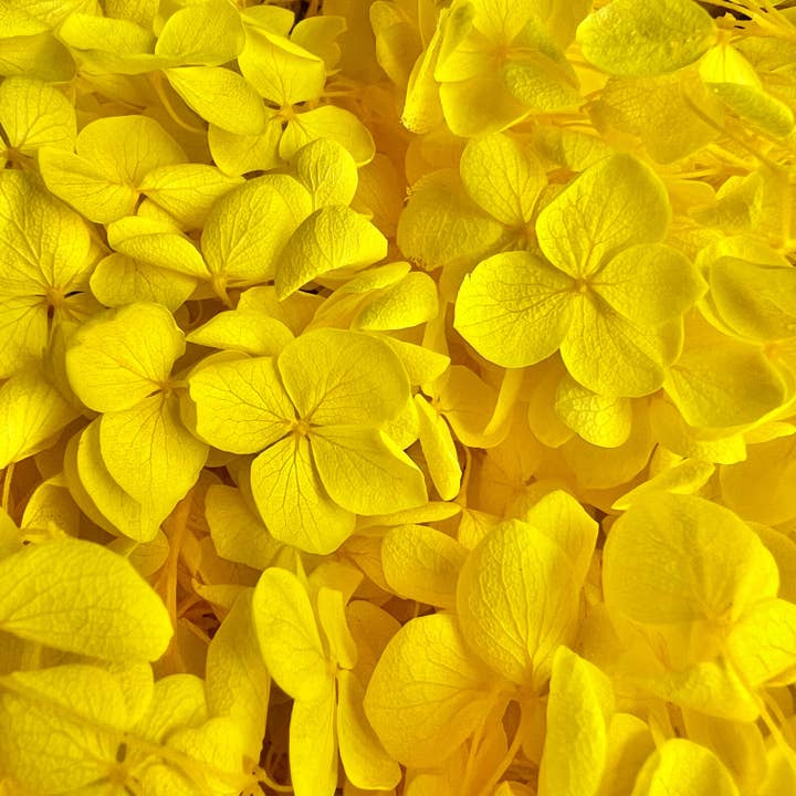Flowery Work - Wholesale Dried/Pressed Flowers - 30 Colours Preserved & Dried Boxed Hydrangea Flower 30g12