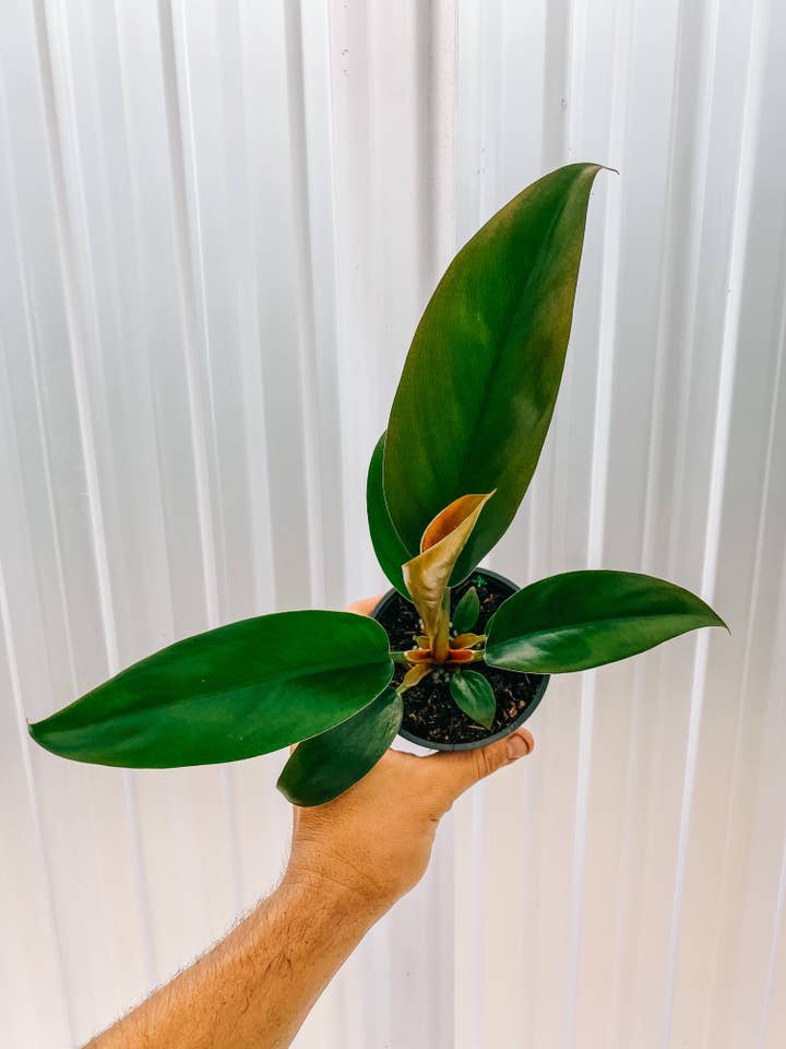 4" Philodendron 'Rojo Congo' for wholesale by BWH Plant Co