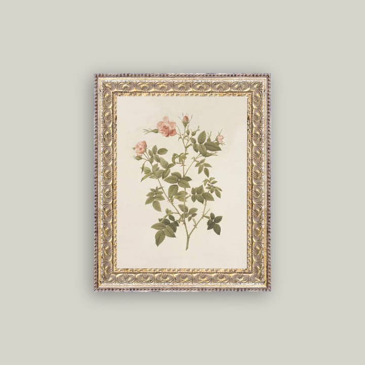 Petal Lane Home - Wholesale Wall Art Set - Rosa Framed Antique Art