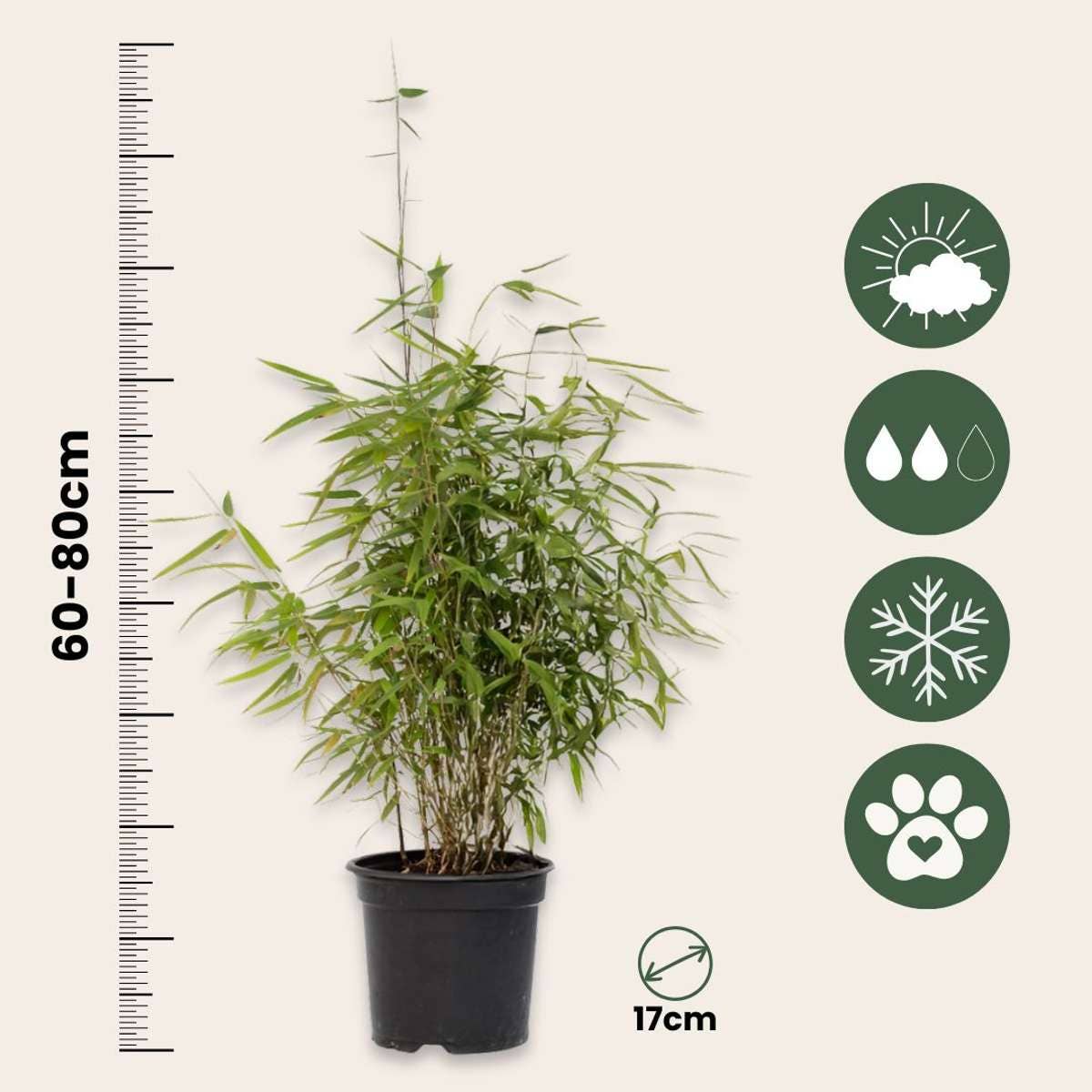 Oasis of Life - Wholesale Live Plant - Bamboo – 4 plants – Fargesia nitida 'Red Dragon' – Height 60–80cm – Ø17cm – Evergreen & hardy bamboo – Non-invasive – Red dragon bamboo as a privacy screen & hedge plant2