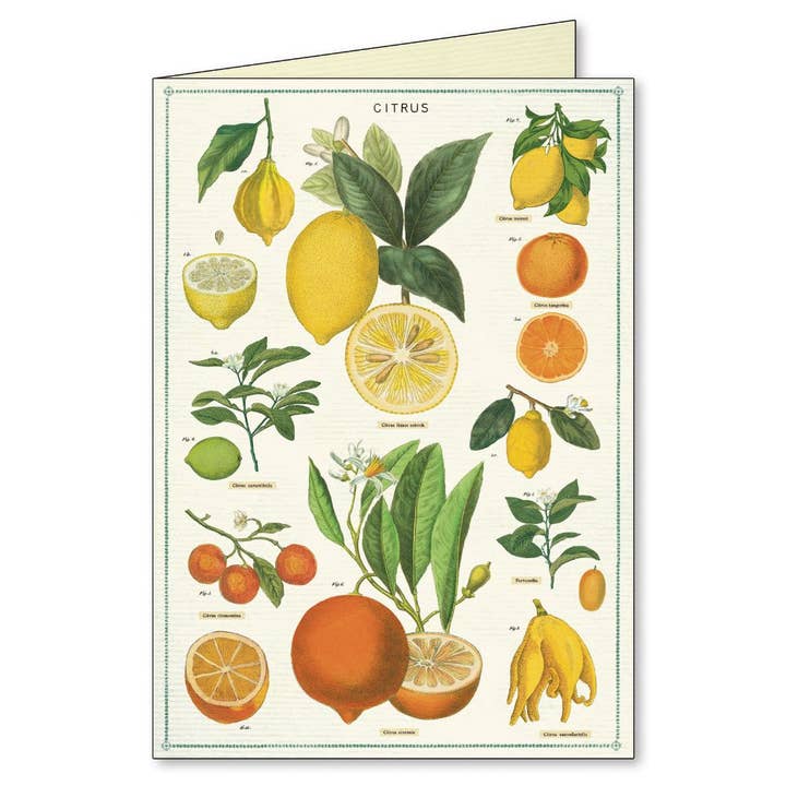 Bobangles - Wholesale Stationery/Notecard Set - Cavallini Boxed Notecards - Jardin
