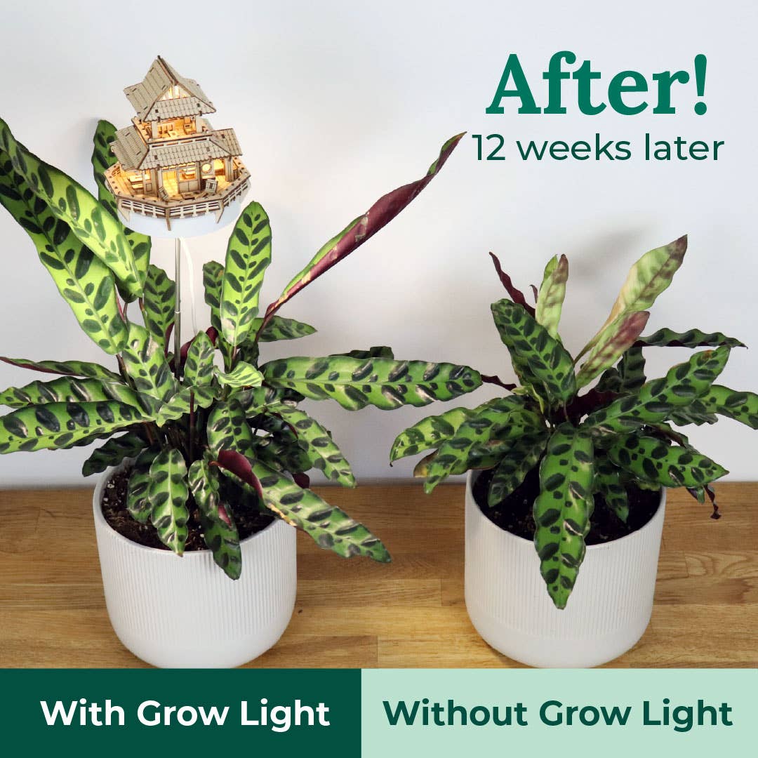 Tiny Treehouses Australia - Wholesale DIY craft kit - Sunrise Terrace + Grow Light7