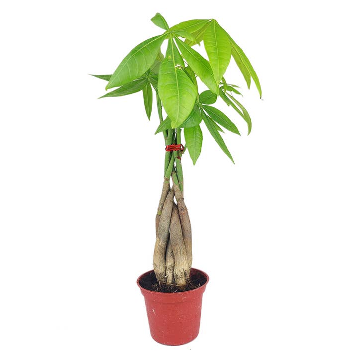 Best Plant Friend - Wholesale Live Plant - Braided Pachira Stump Money Tree - Feng Shui Plants 4in