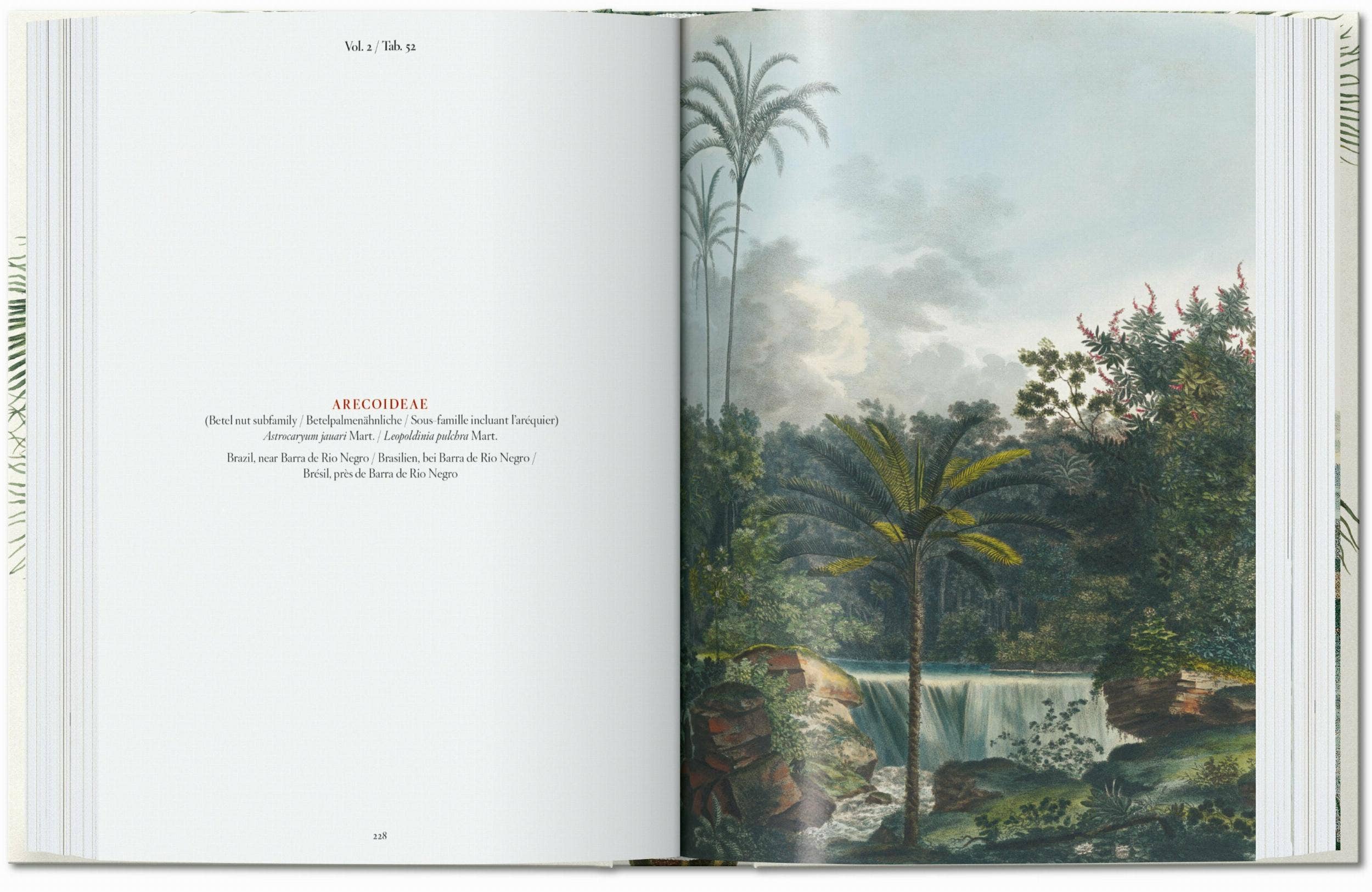 TASCHEN America - Wholesale Nature & Outdoors - Martius. The Book of Palms. 45th Ed. (German, French, English)5