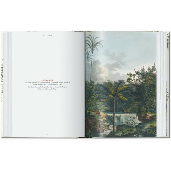 TASCHEN America - Wholesale Nature & Outdoors - Martius. The Book of Palms. 45th Ed. (German, French, English)5