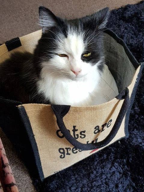 These Bags are Great - Vendita all'ingrosso Buste regalo - Cats are Great Bag - Borsa per la spesa in iuta1