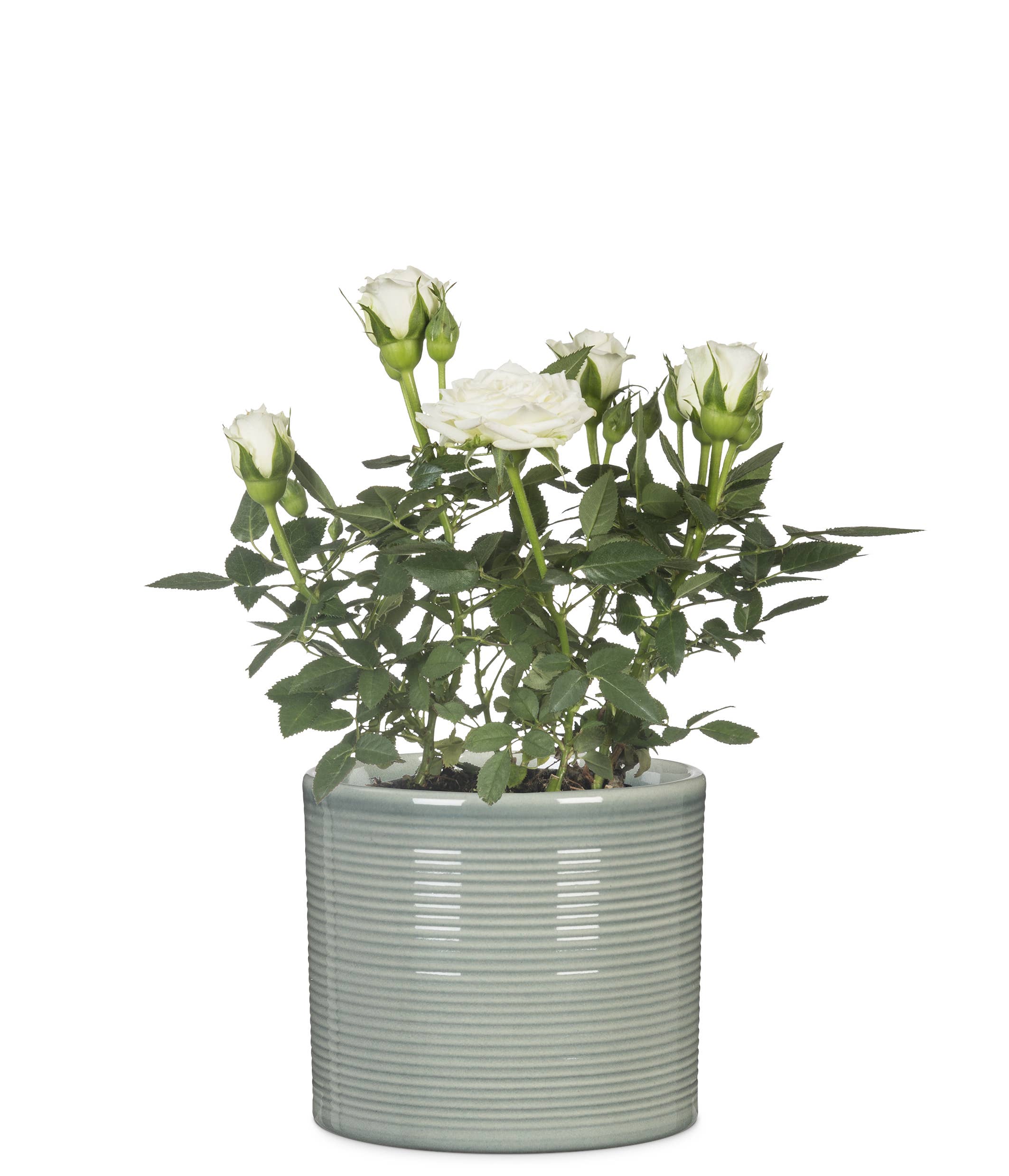 828 Sage Green ceramic flower pot/planter for wholesale on Faire2