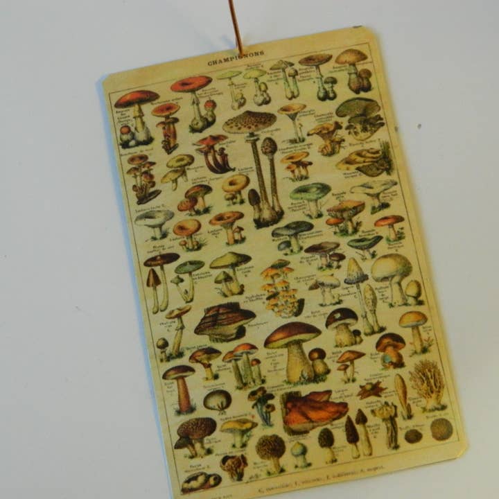 Prydnad svamp Vintage vetenskaplig affisch stil 2 för wholesale av Sarah Wood Studio