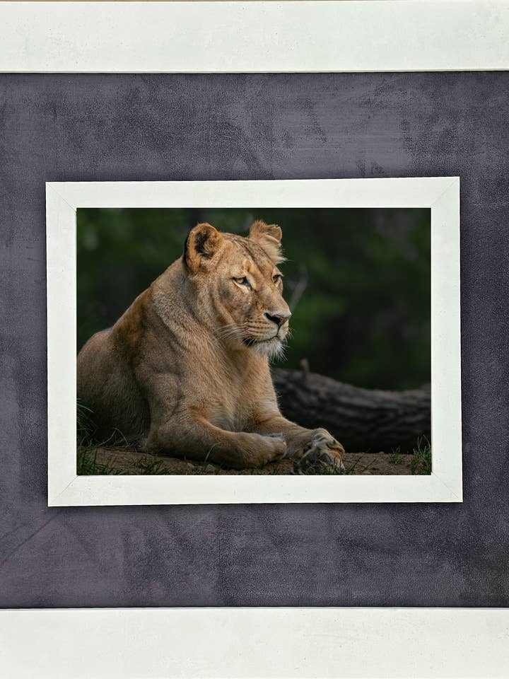 African Lion with White Terra Cotta and Fabric for wholesale by The Brightener Group