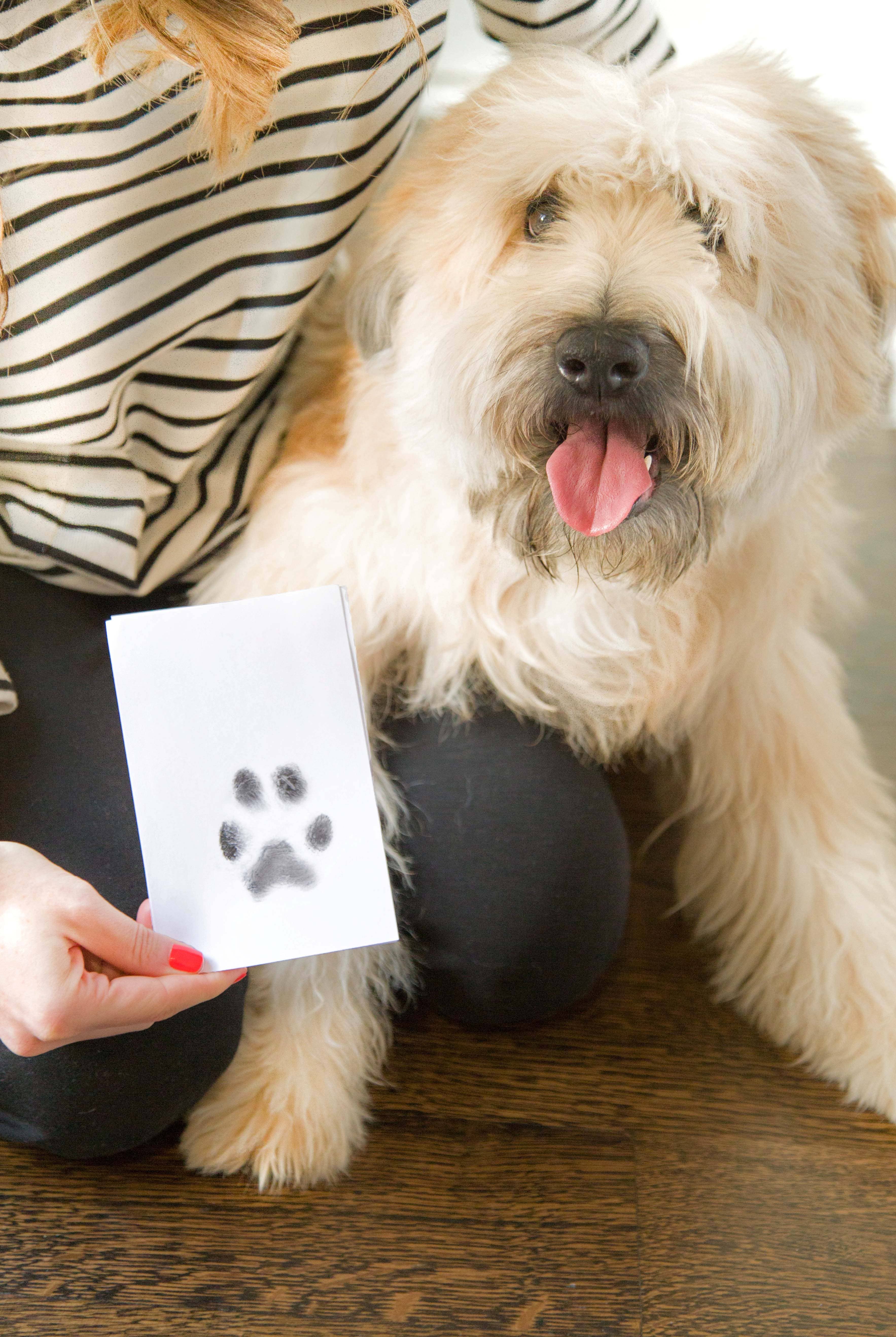 Pearhead - Vente Tampons encreurs - Tampon à encre Clean-Touch Pet Pawprint, noir8