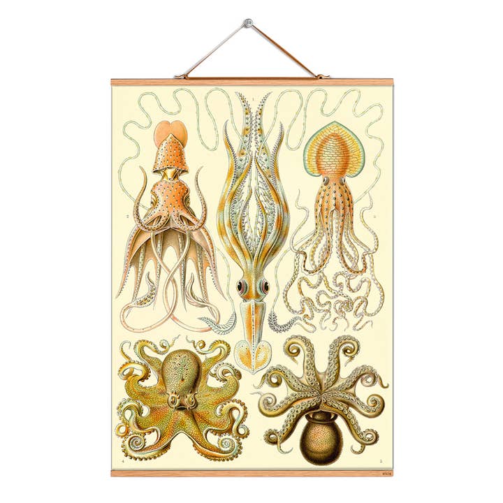 Rulla bild illustration # 018/Haeckel/tratt bläckfiskar för wholesale av Eicie