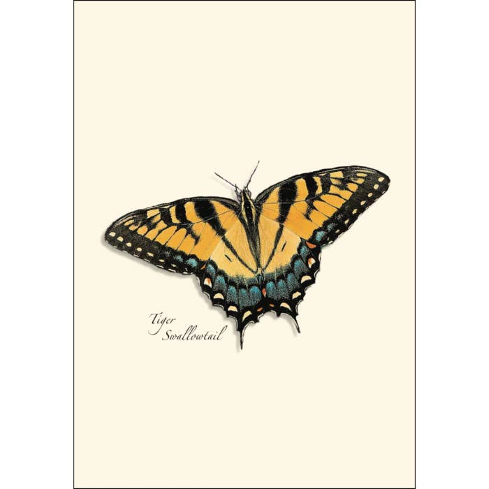 Earth Sky + Water - Wholesale Stationery/Notecard Set - Butterfly Assortment