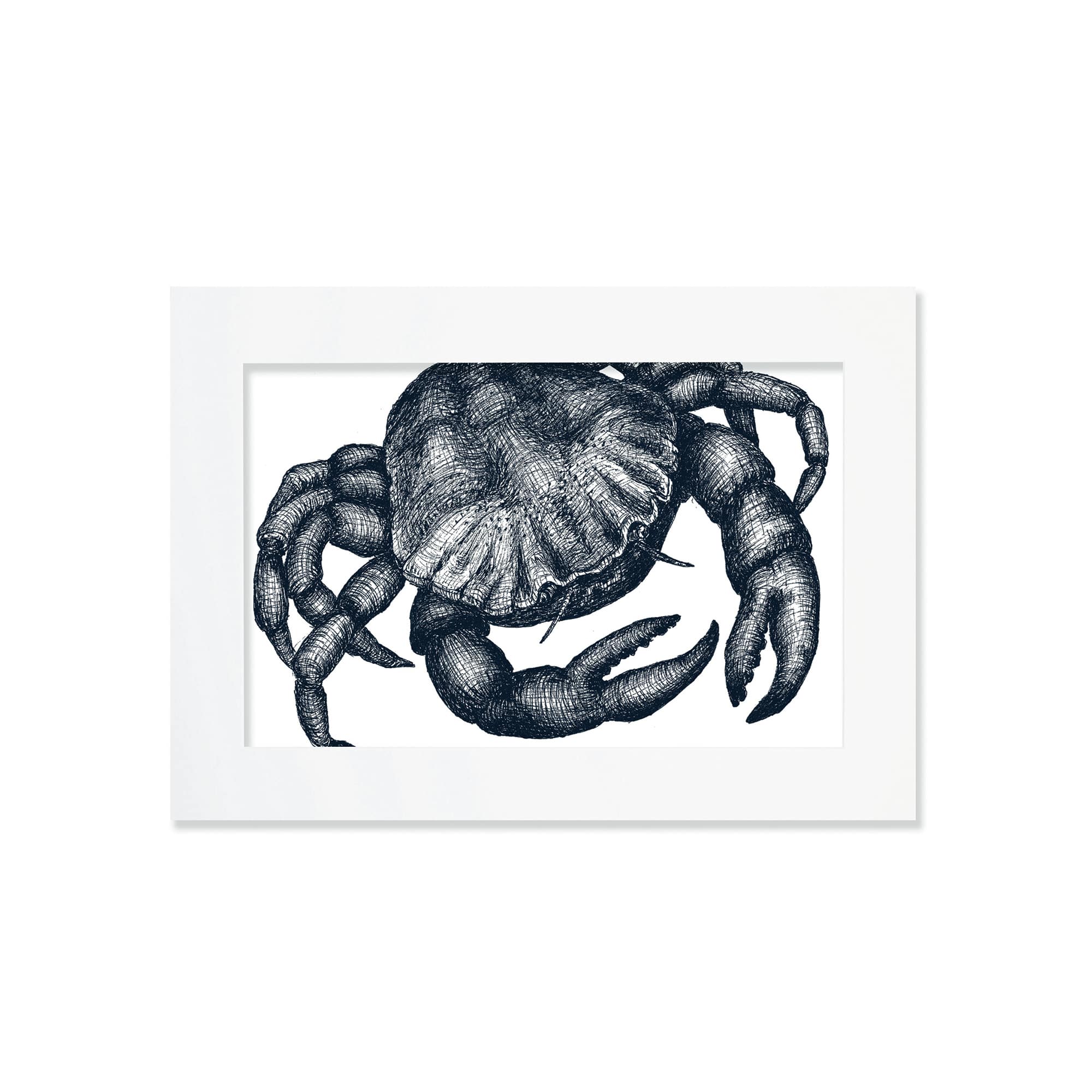 Cream Cornwall – wholesale Art print – Blue & White Crab Art Print – Mounted in 3 Sizes0