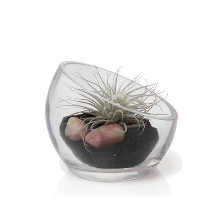 Chive Canada - Wholesale Terrarium - Clear Glass Terrarium Bowl For Succulents And Cactus6