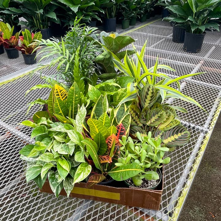 Thorsen's Greenhouse - Wholesale Live Plant - Grower's Choice Houseplant Assortment - 6" Live Plants6