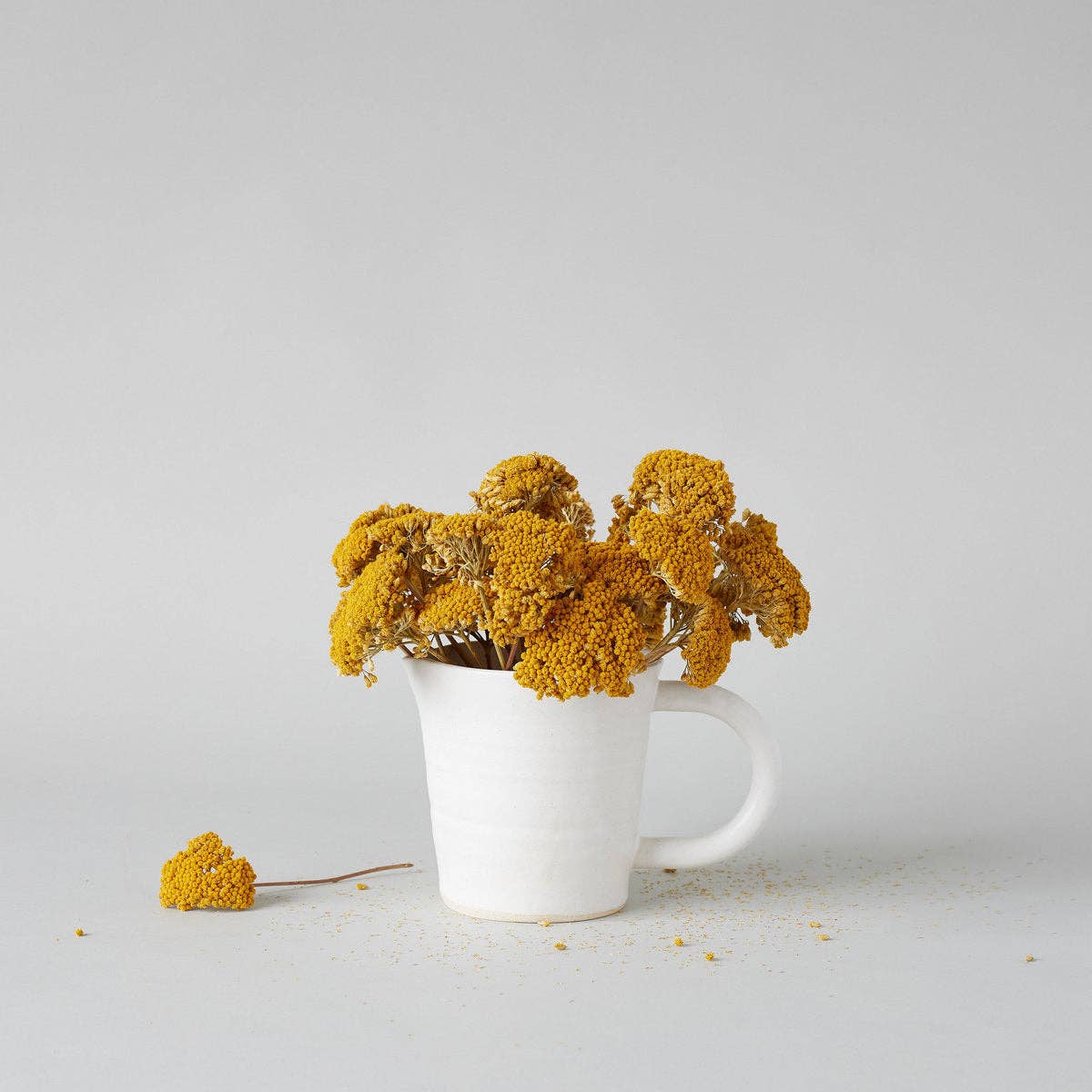 Bloomist - Wholesale Dried/Pressed Flowers - Dried Natural Yarrow4