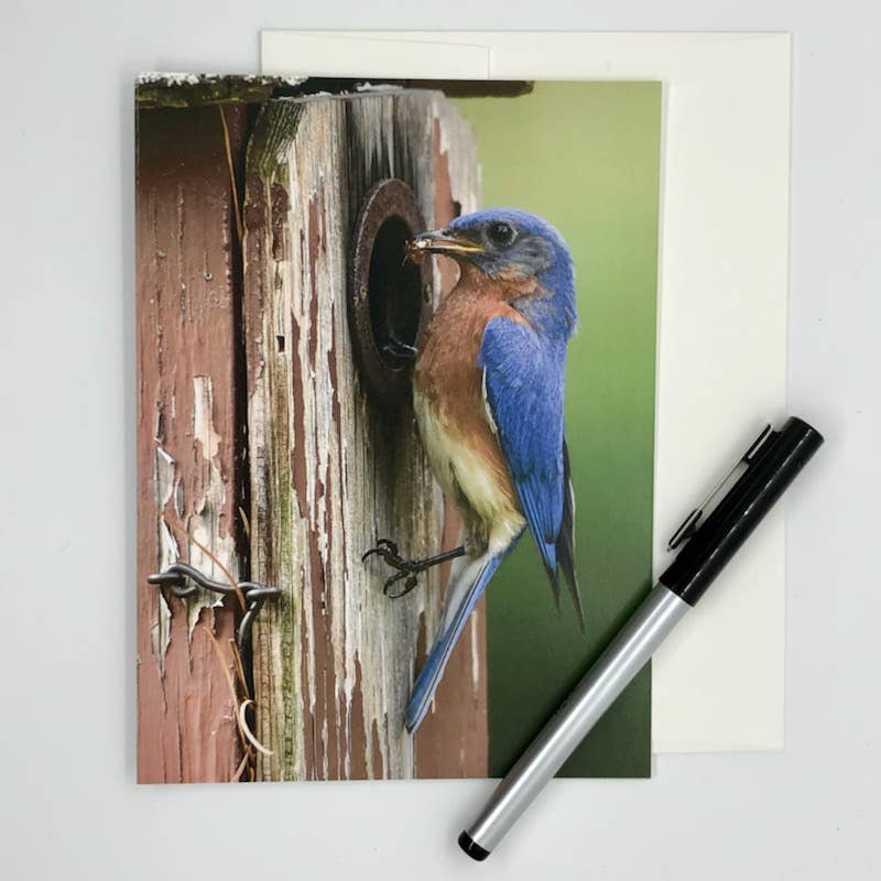 Wren - Wholesale Everyday Greeting Card - Bluebird (Blank inside) Greeting Card6