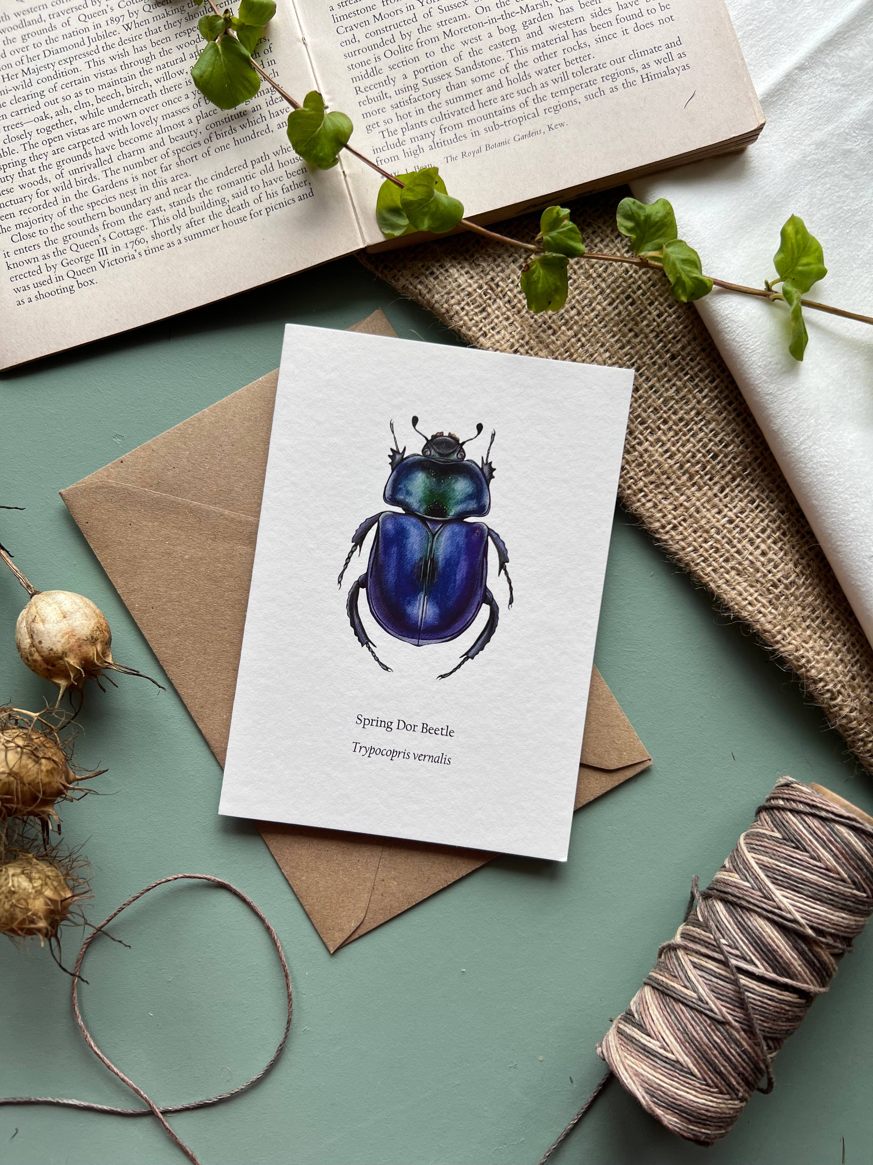 Tansy Moore - Wholesale Everyday Greeting Card - Spring Dor Beetle, Blank Greeting Card 4