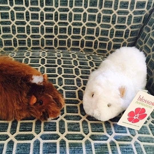 Blossom Inspirations - Wholesale Stuffed/Plush Toy - Kids & Baby - Cuyita Guinea Pig Alpaca Fur Toy7