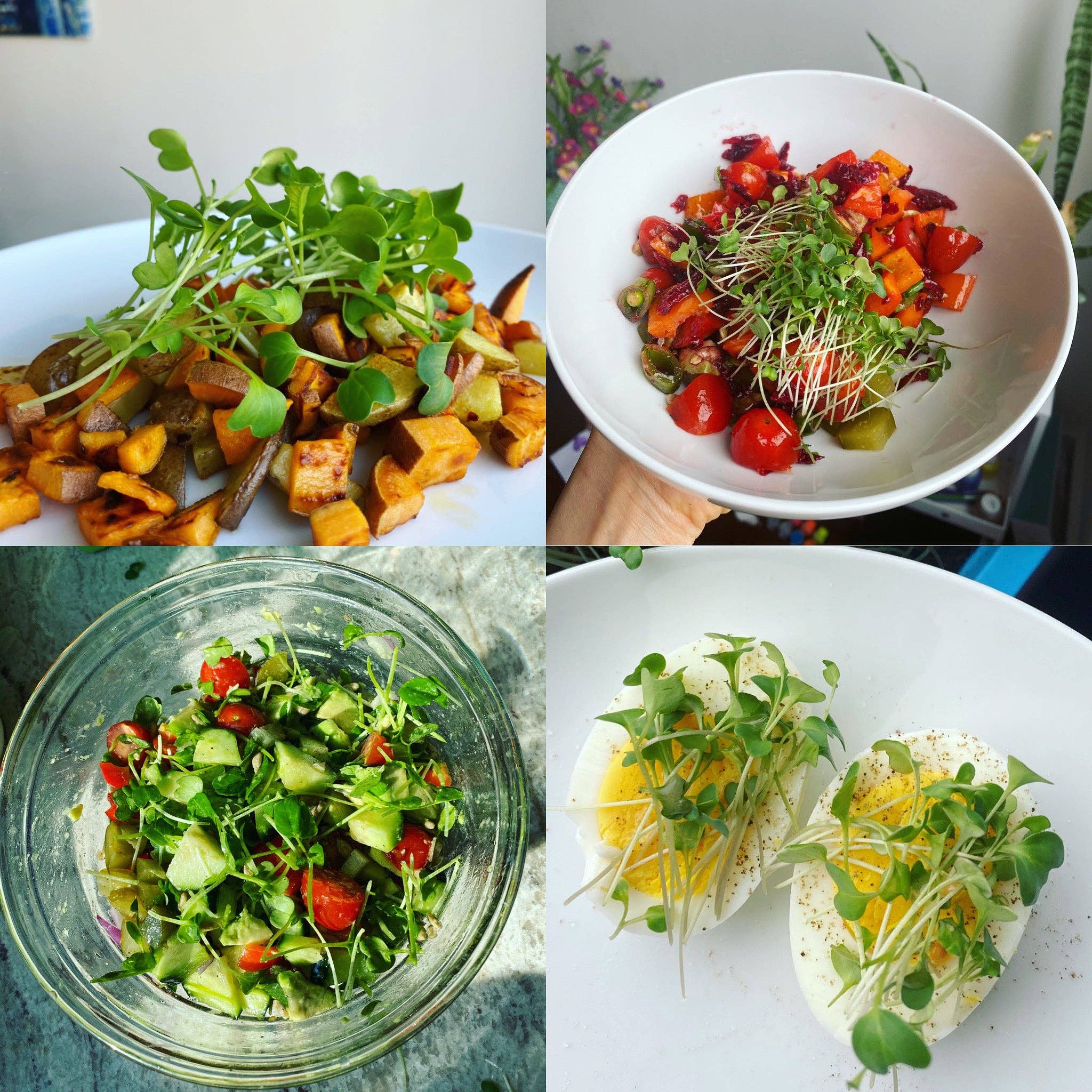 Knowing Nature - Wholesale Planter Box - Indoor Windowsill Microgreens Planters 16