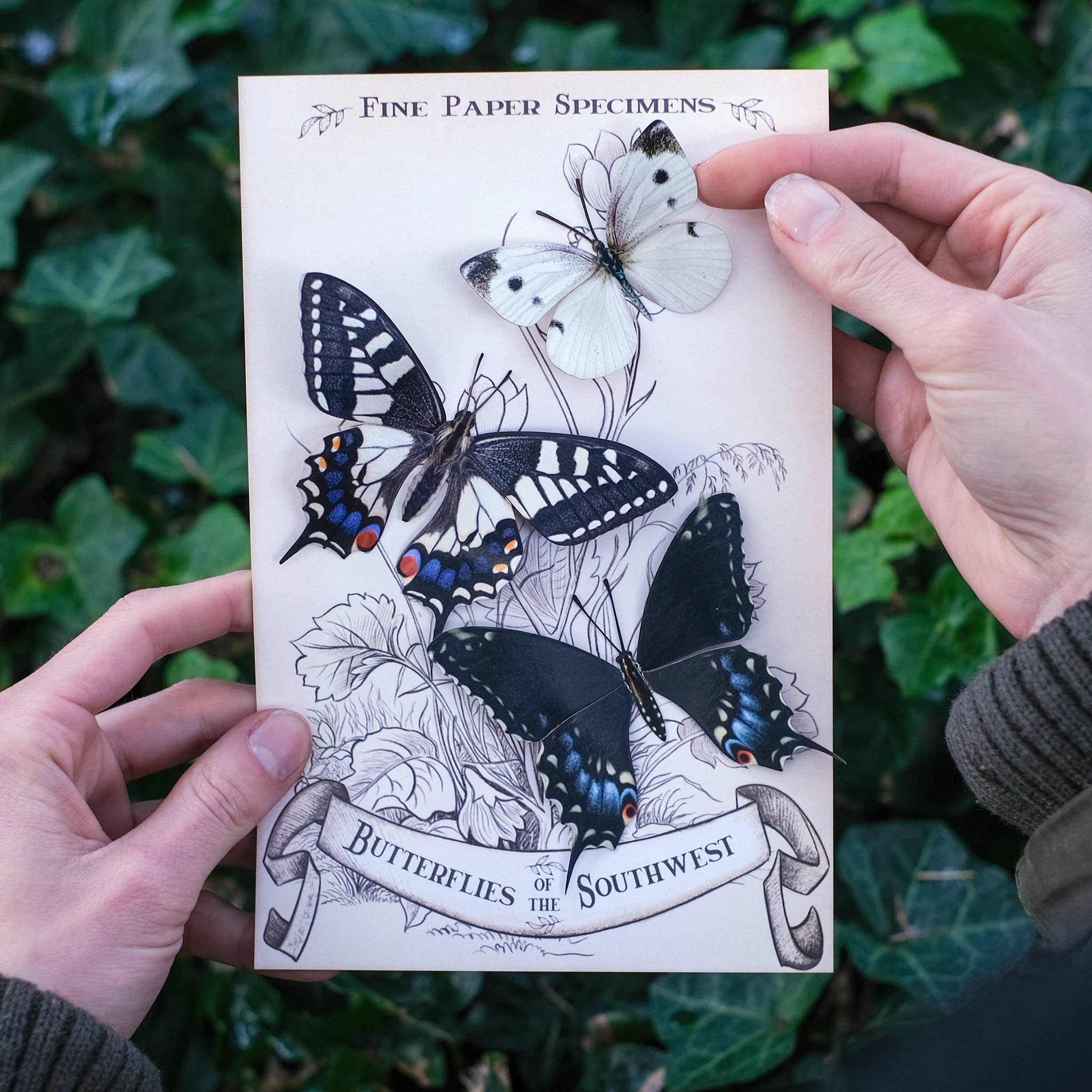 Moth and Myth - Vente Découpages - Set de 3 papillons « Southwest » en papier1