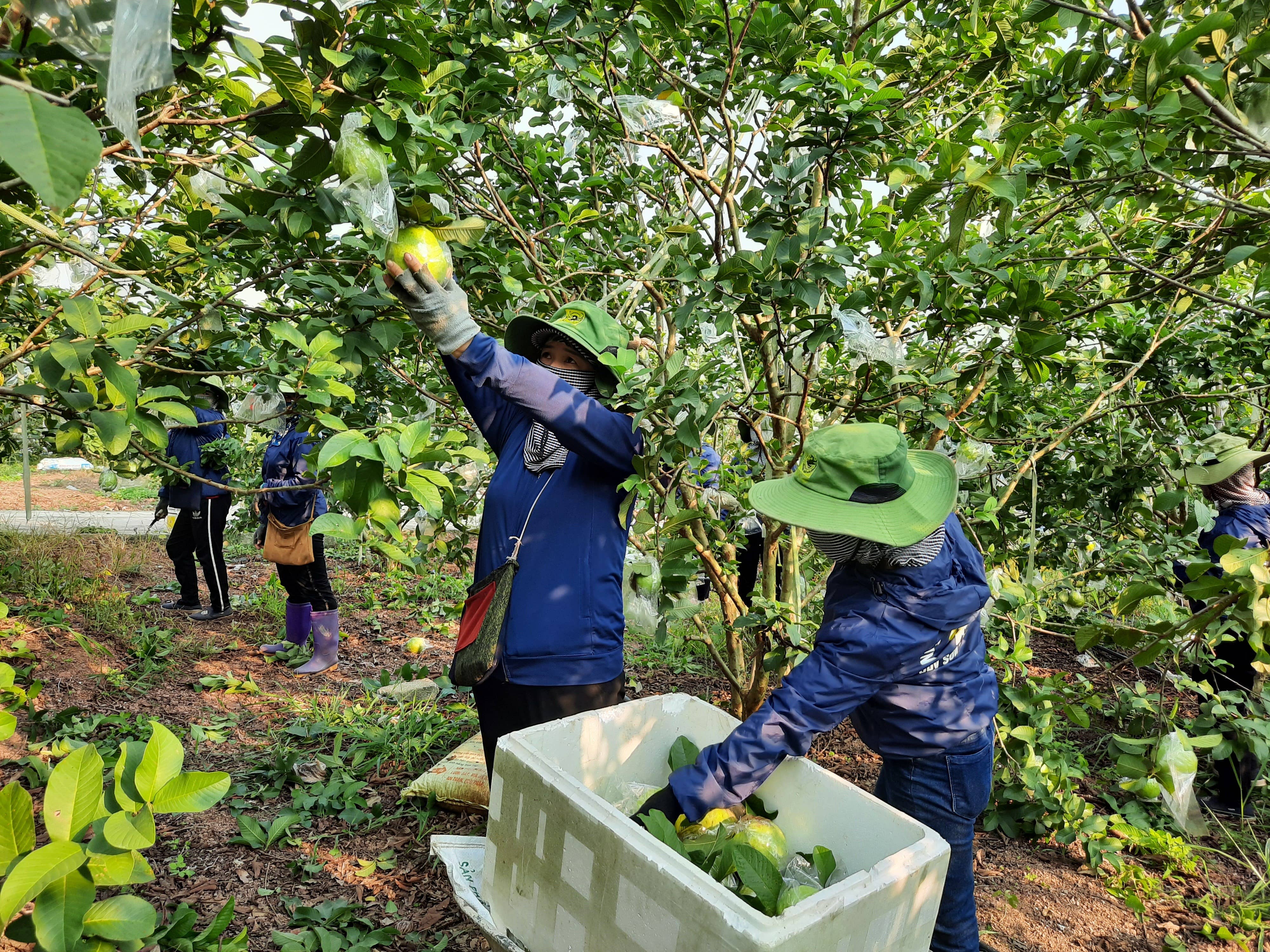 OhFresh Brands - Vendita all'ingrosso Succhi di frutta - Succo di guava rosa OhFresh 500 ml (12 pezzi)4
