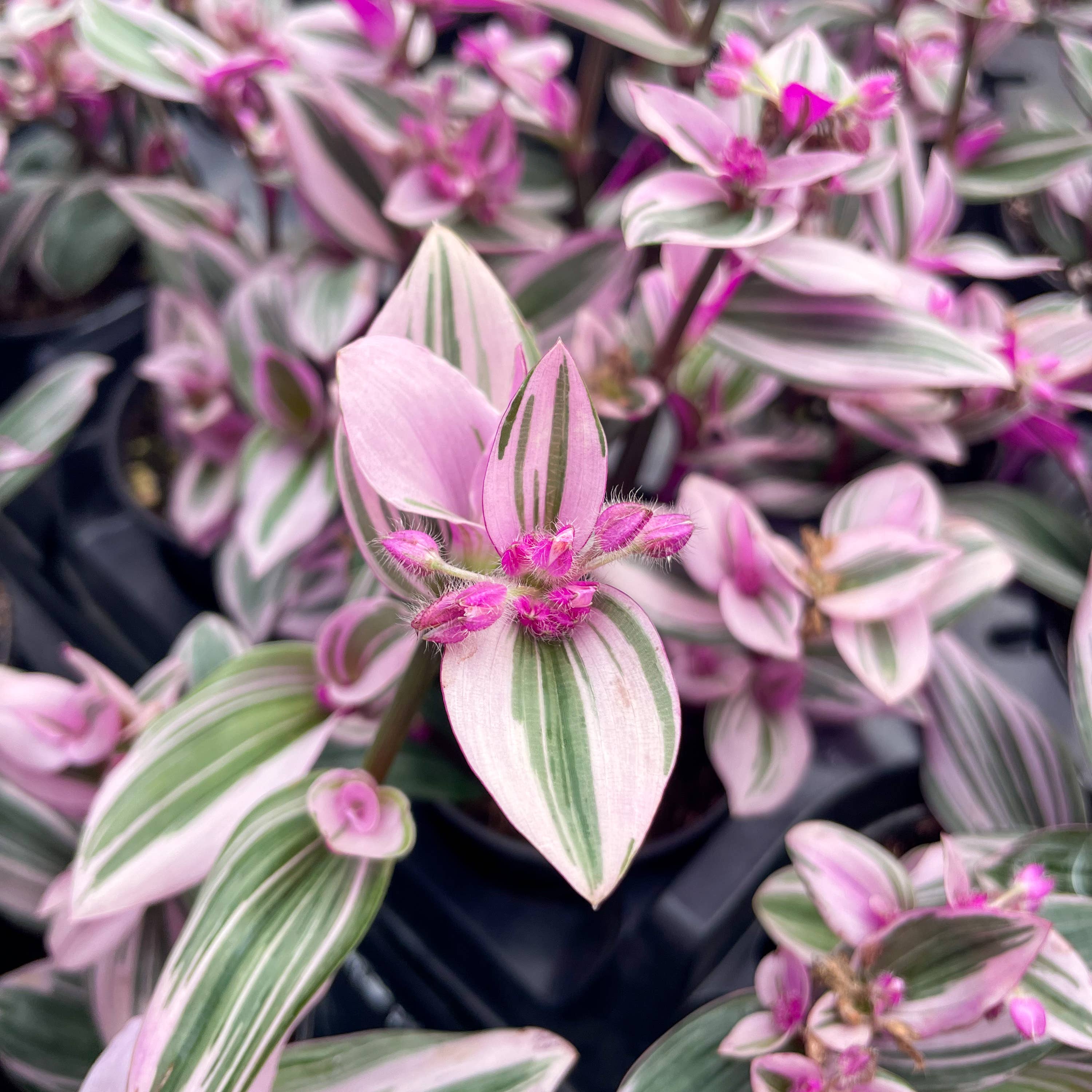 Thorsen's Greenhouse - Wholesale Live Plant - Tradescantia Nanouk - Live Plant2
