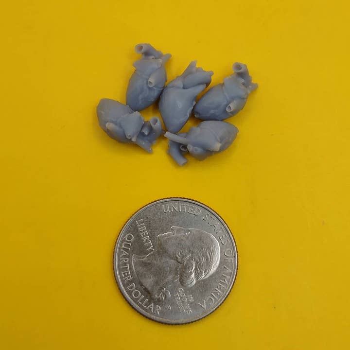 The Scale Grail - Wholesale Decorative figurine - Human Heart, 1:12 scale organ for dioramas, horror scenes, terrariums, dollhouse, action figure and board game accessories (5 hearts)3