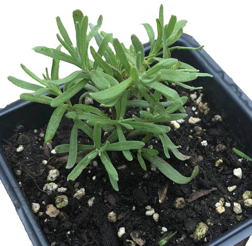 Smoke Camp Crafts - Wholesale Live Plant - Lavender Plant, (Lavendula angustifolia) 2.5-inch pot