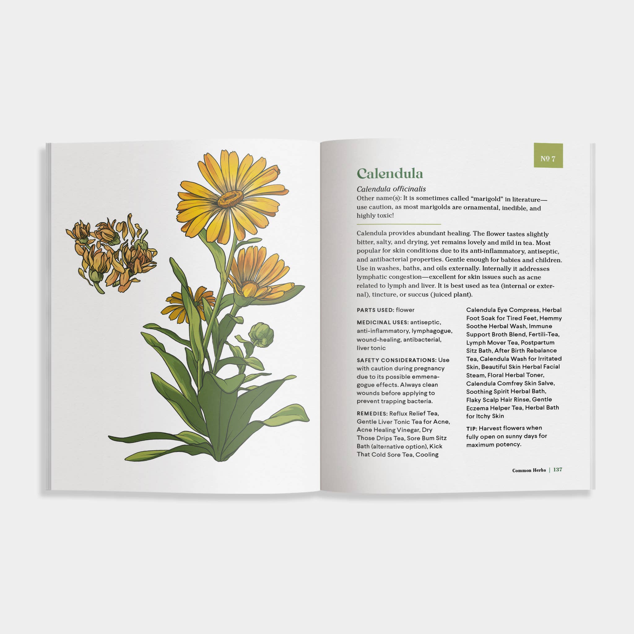 Blue Star Press - Wholesale Medical Health Book - The Little Encyclopedia of Herbal Medicine: Herbal Remedies3