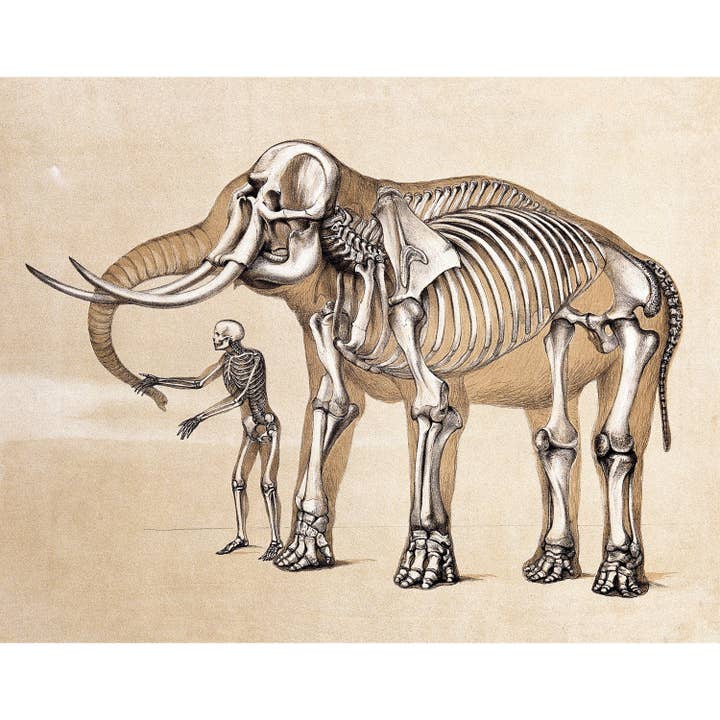 Rock Paper Scissors Wall Art – Impressão artística por atacado – Impressão de anatomia humana e elefante | Ilustração anatômica vintage | Ossos antigos | Arte de parede de esqueleto | Presente de veterinário e médico1
