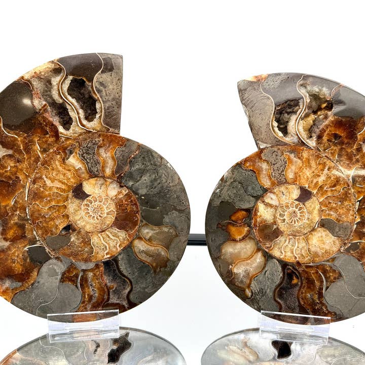 XL Ammonite Fossil Pair #3 1.96kg for wholesale by Distinction Crystals