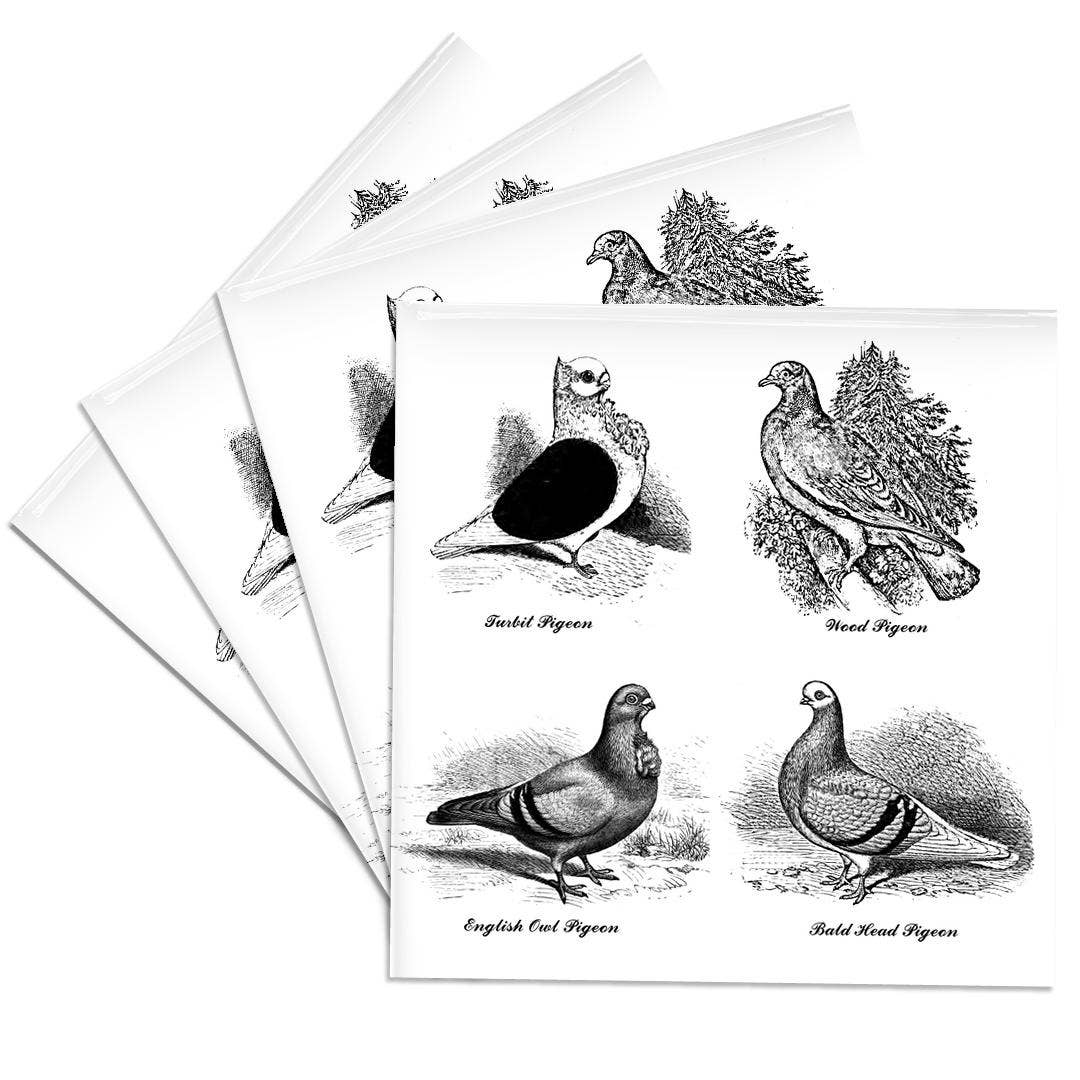 3dRose - Wholesale Coasters - 3dRose, Vintage Breeds of Pigeon Art Illustration Black and White for bird fan, Coaster0