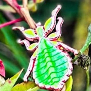 The Roving House - Vendita all'ingrosso Spilla da bavero - Spilla Ninfa di Insetto Foglia che Cammina0