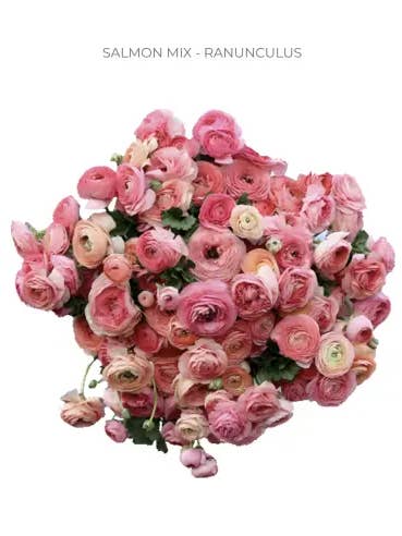 Ranunculus Salmon Mix 120 stems for wholesale by Florasource