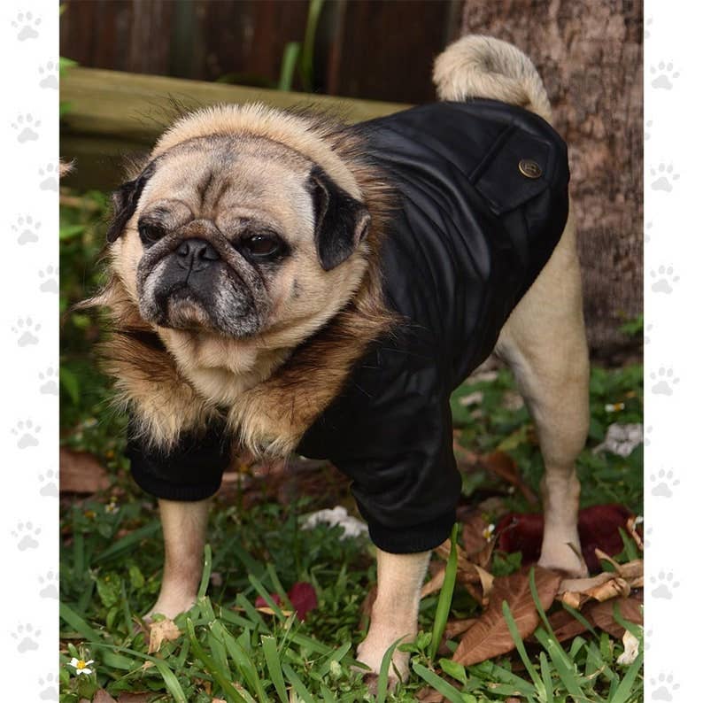 DIYSTORE - Wholesale Pet Jacket - Dog - Bomber Jacket Black or Wine, For Small & Medium Sized Dogs, Snap Closures, Soft Furry Fleece Lining( SM-2XL)4
