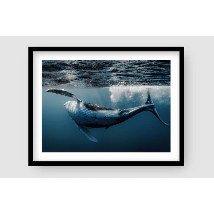 Fotografia di Megattera in Stile Libero per la vendita all'ingrosso da parte di Above And Below Gallery